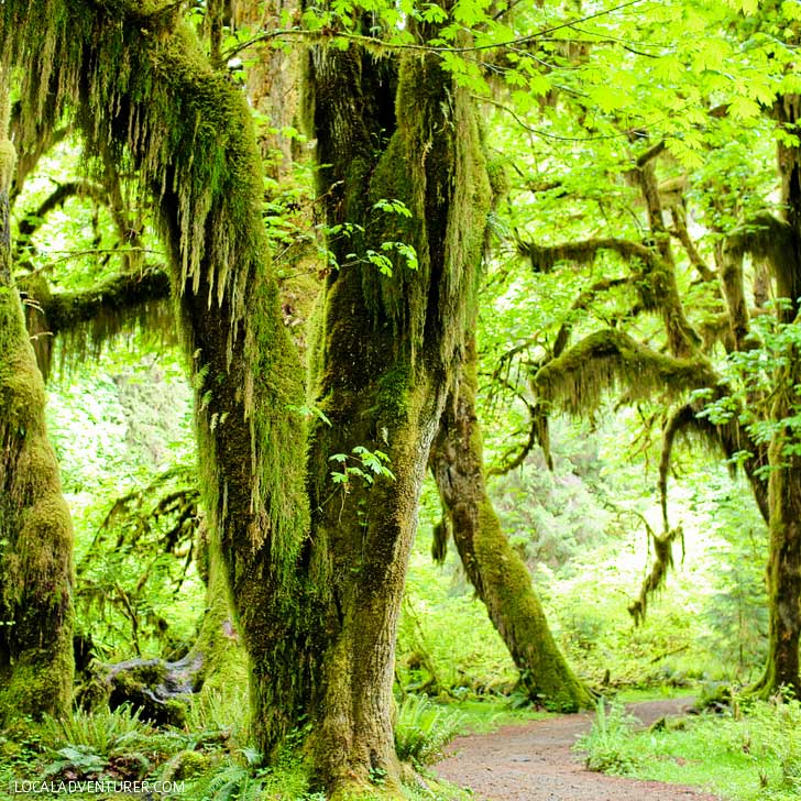Hall of Mosses, Olympic National Park + 15 Amazing Places to Visit Near Portland Oregon // localadventurer.com