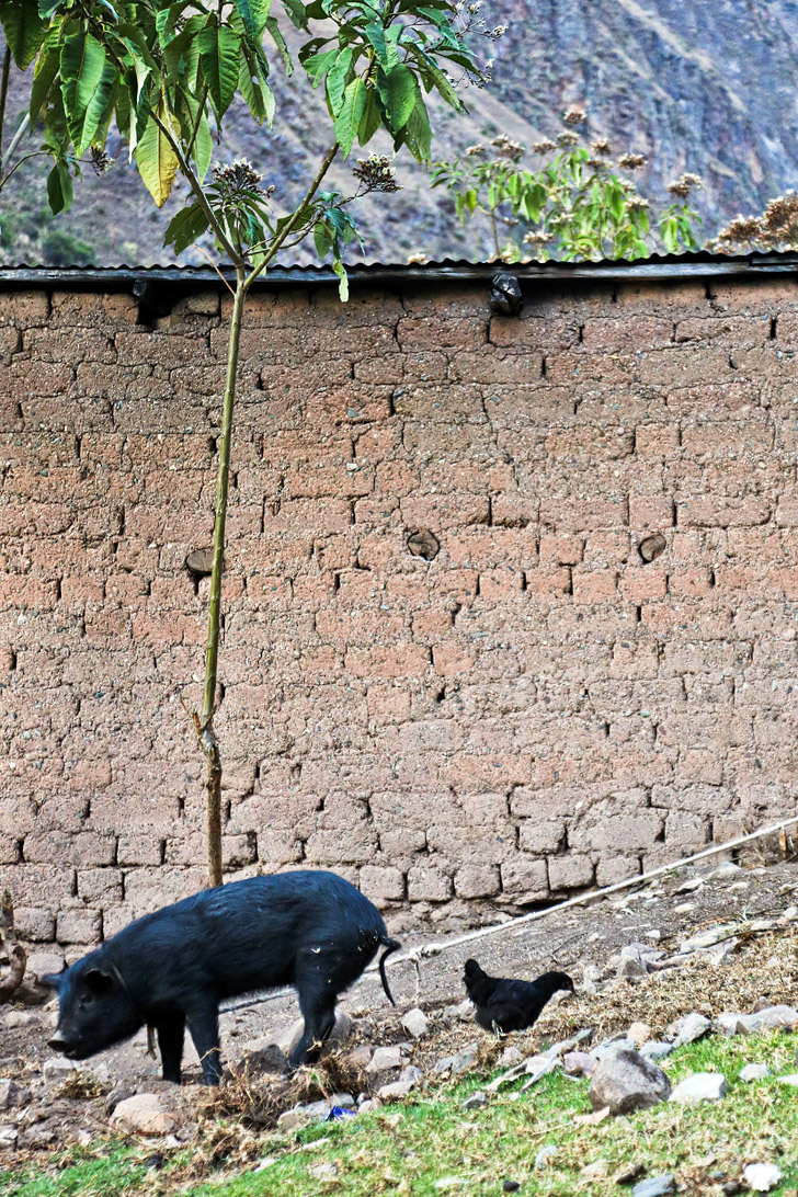 How to Hike the Inca Trail Day 2 // localadventurer.com