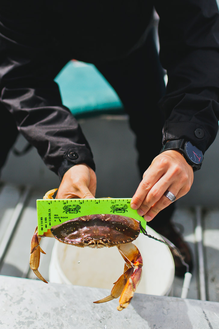 How to Catch Dungeness Crab Oregon // localadventurer.com