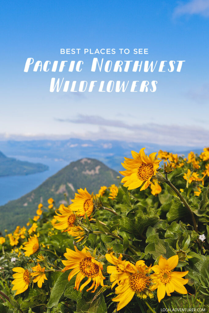 Best Wildflower Hikes in the PNW - Where to Find the Best Wildflowers in the Pacific Northwest // localadventurer.com