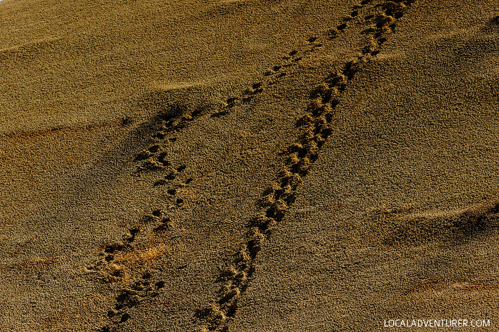 Footprints, Hiking the Painted Hills Oregon // localadventurer.com
