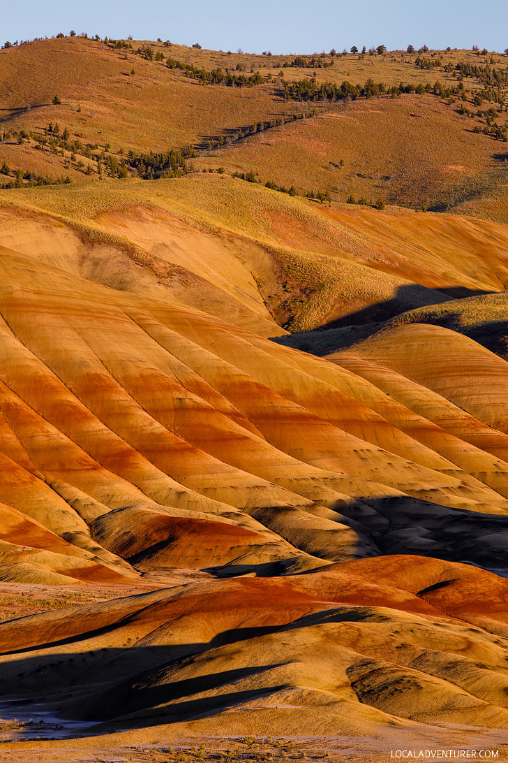 are dogs allowed at painted hills oregon