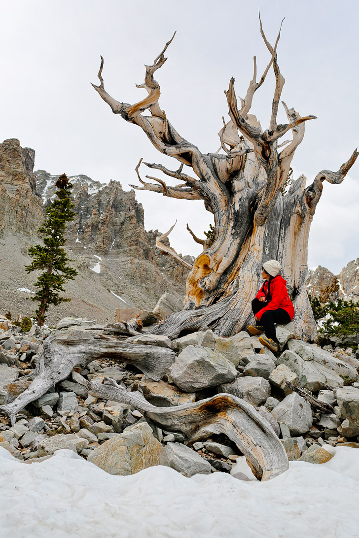 Bristlecone Trail, Great Basin National Park, Nevada + Essential Tips for Your Visit to the Park // localadventurer.com