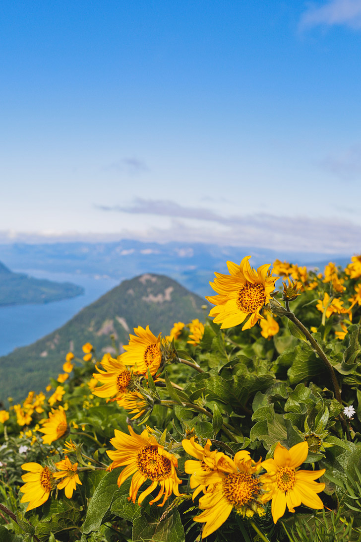 Dog Mountain Washington Hikes - Best WIldflower Hikes Near Portland Oregon // localadventurer.com