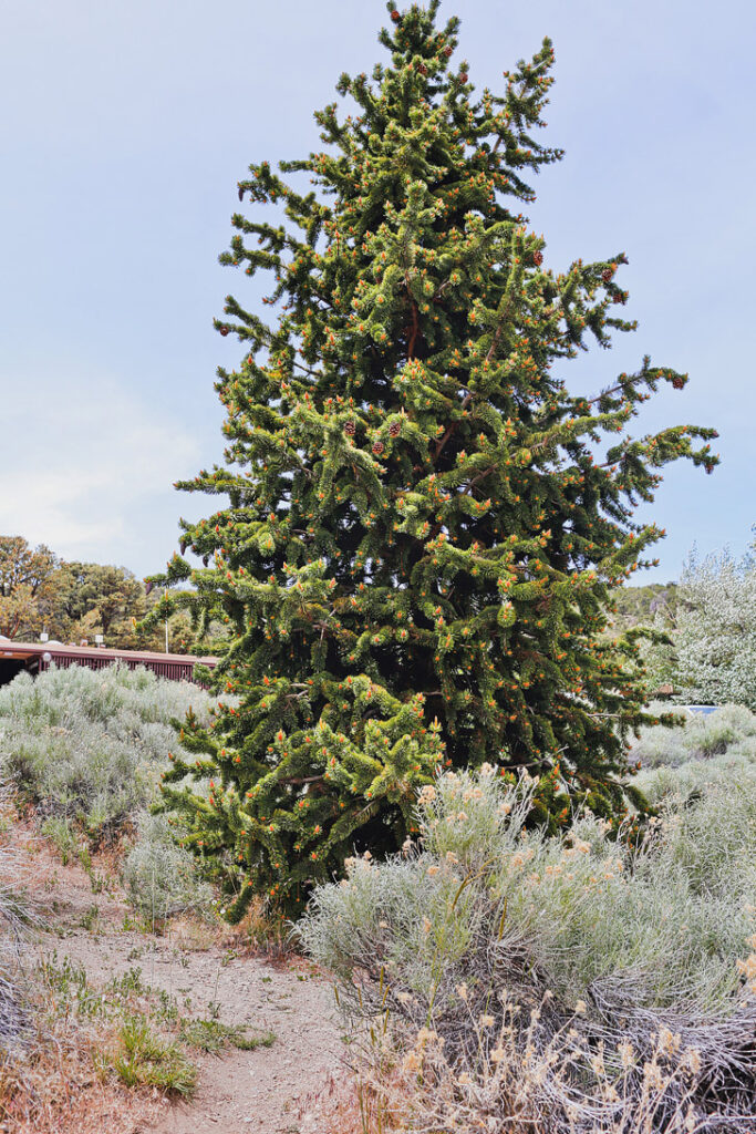 Bristlecone Pine Tree at the Visitor Center, Great Basin National Park, Nevada + Essential Tips for Your Visit to the Park // localadventurer.com