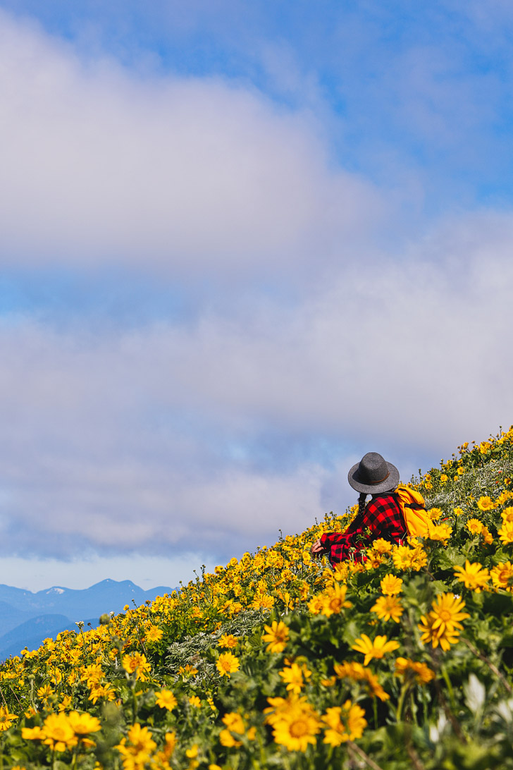 Dog Mountain Hike - Best Wildflower Hike Near Portland Oregon // localadenturer.com