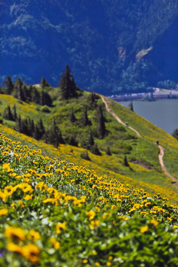 Dog Mountain Hike Washington Best Wildflowers Near Portland Oregon