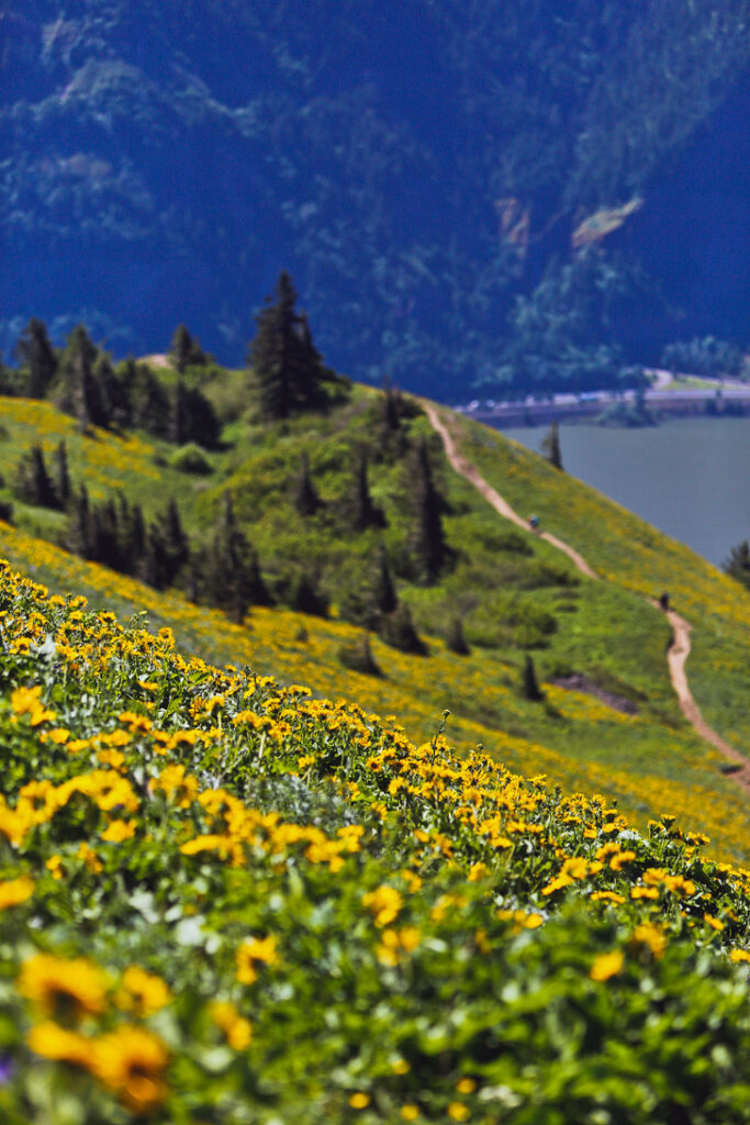 Best Wildflower Hike in the Gorge - Dog Mountain Trail // localadventurer.com