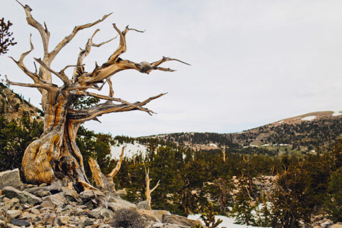 7 Things You Can’t Miss in Great Basin National Park Nevada