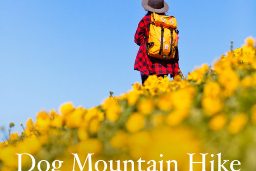 Dog Mountain Hike Washington – Best Wildflowers Near Portland