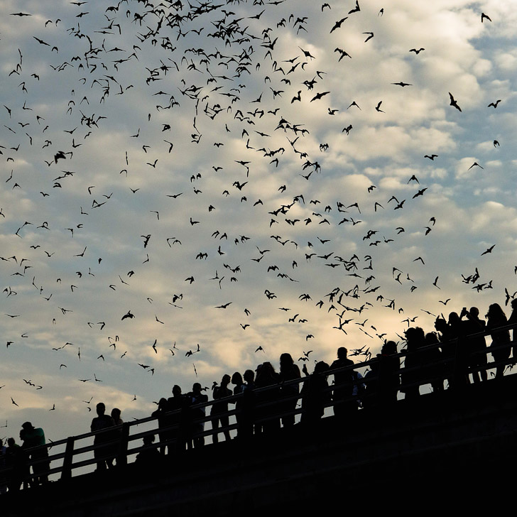 Congress Bridge Bats + 101 Things to Do in Austin Texas - The Ultimate Austin Bucket List // localadventurer.com