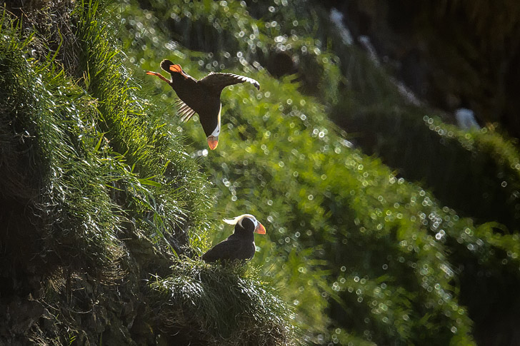 Tufted Puffins, Haystack Rock, Cannon Beach, Oregon (photo: Diana Robinson) // localadventurer.com