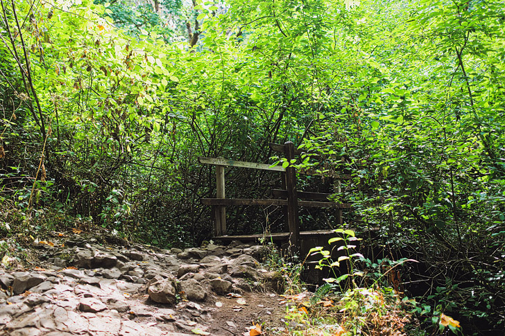 Angels Rest Trail, Columbia River Gorge, Hikes Near Portland Oregon // localadventurer.com