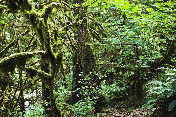 Hiking the Triple Falls Trail, Columbia River Gorge, Oregon // localadventurer.com