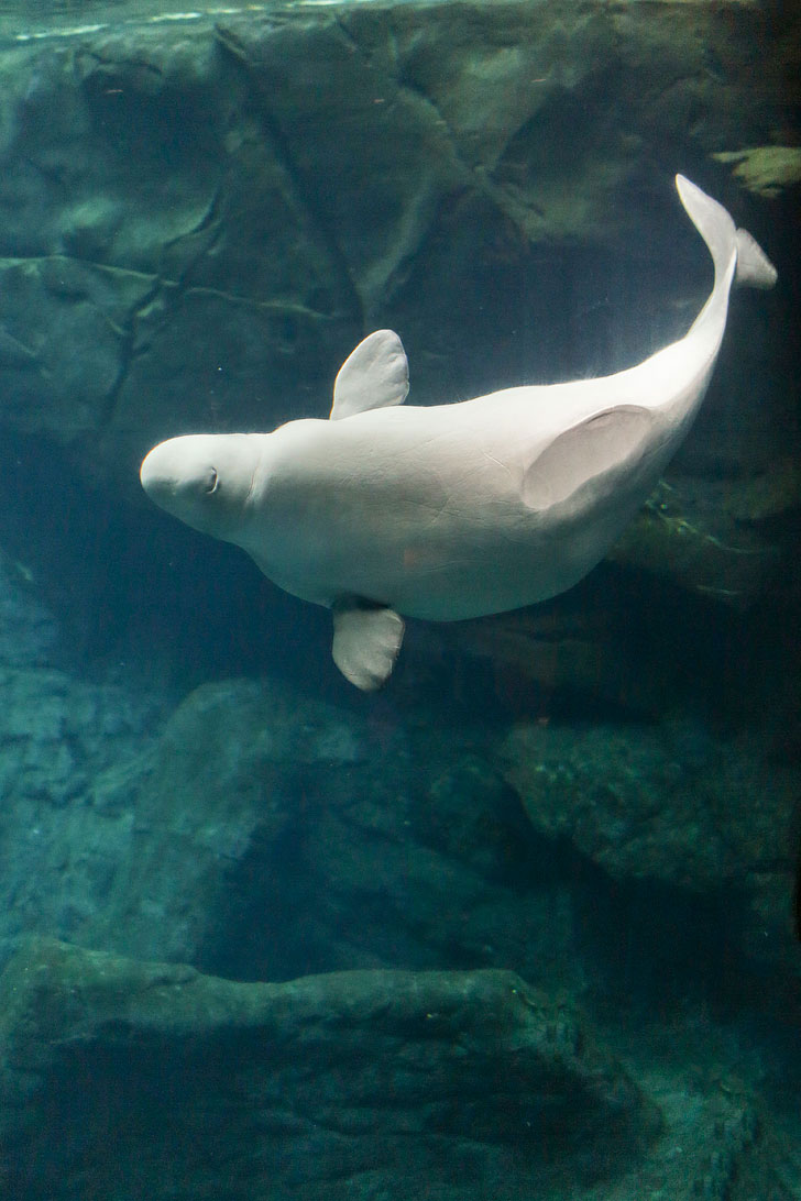 Georgia Aquarium Beluga Whale + Tips for Visiting the GA Aquarium // localadventurer.com