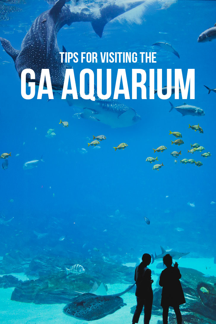 Best Things to Do at the Georgia Aquarium / Georgia Aquarium Tips / Downtown Atlanta Attractions // Local Adventurer