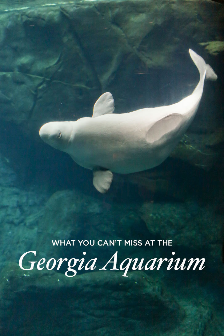 Best Things to Do at the Georgia Aquarium / Georgia Aquarium Tips / Downtown Atlanta Attractions // Local Adventurer