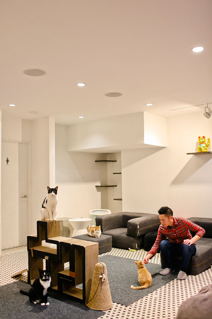Koneko Cat Cafe + 25 Best Things to Do Indoors in NYC // Indoor Hangout Spots NYC