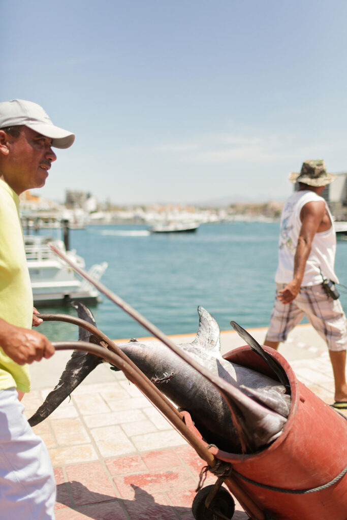 Cabo San Lucas Fishing Charters