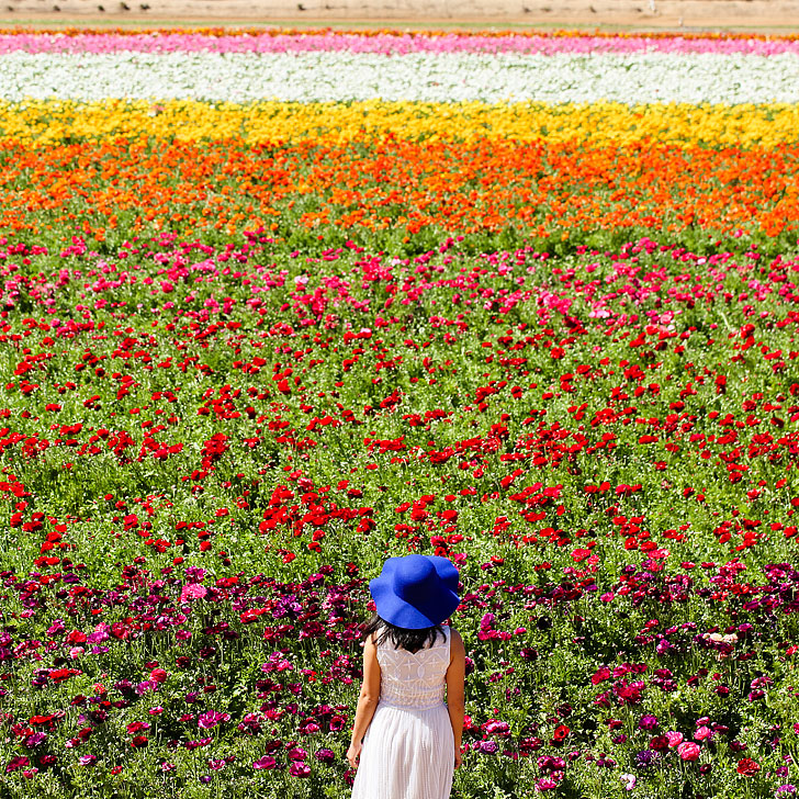 The Flower Fields in Carlsbad + All the Best Places to Stop on the Pacific Coast Highway California // Local Adventurer