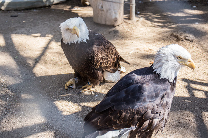 Big Bear Alpine Zoo + Best Things to Do in Big Bear Lake (Photo: Californiathroughmylens)