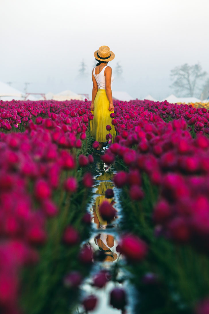 Essential Tips for Visiting the Woodburn Tulip Festival Oregon - 30-40 minutes south of Portland Oregon // Local Adventurer