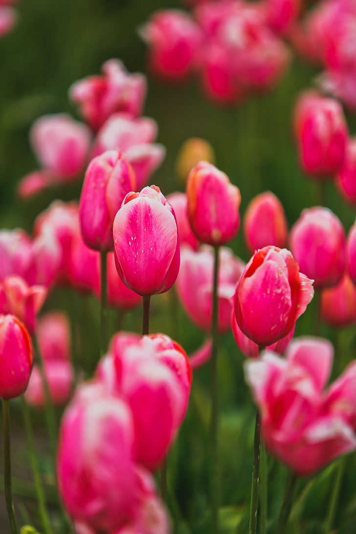 Essential Tips for Visiting the Woodburn Tulip Festival Oregon - 30-40 minutes south of Portland Oregon // Local Adventurer