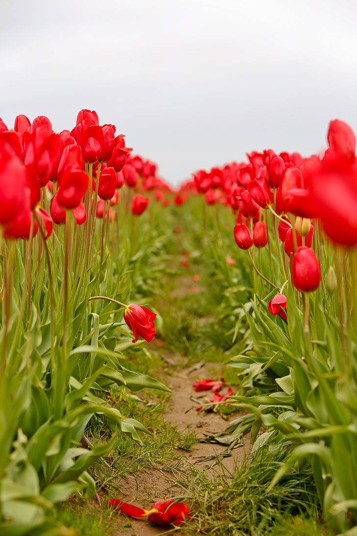 Tulip Festival Near Me + Top Tulip Festivals to Visit in the US // Local Adventurer