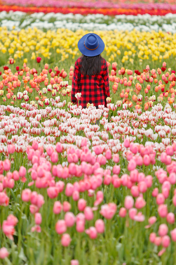 Everything You Need to Know About Visiting the Woodburn Tulip Farm + Tips for the Wooden Shoe Tulip Festival // Local Adventurer