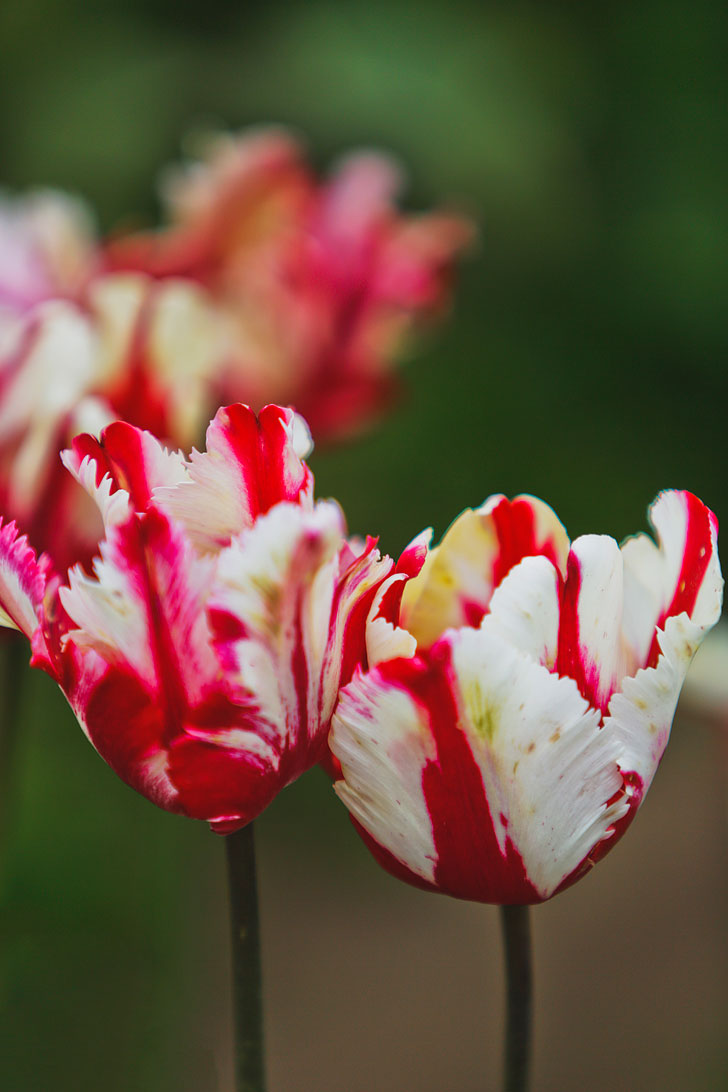Tulip Fields Portland Oregon // Local Adventurer