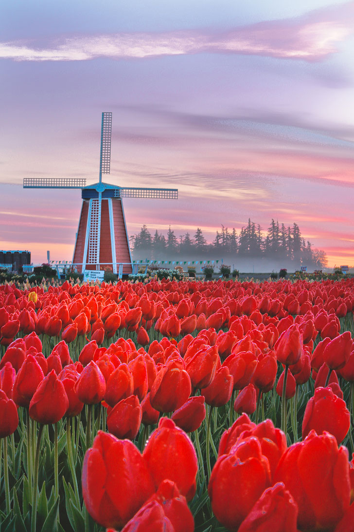 Tulip Festival Oregon 2024 - Heidie Georgine