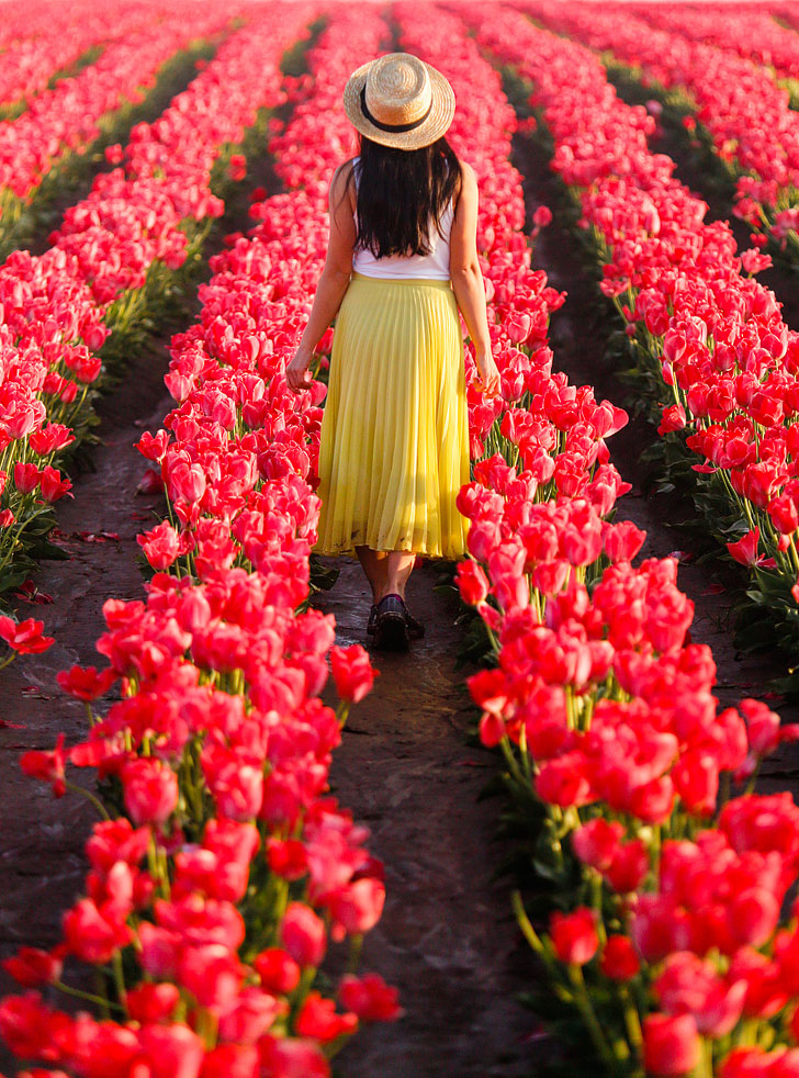 Everything You Need to Know About the Woodburn Tulip Farm Oregon // Local Adventurer