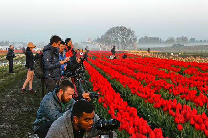 Essential Tips for Visiting the Wooden Shoe Tulip Festival in Oregon