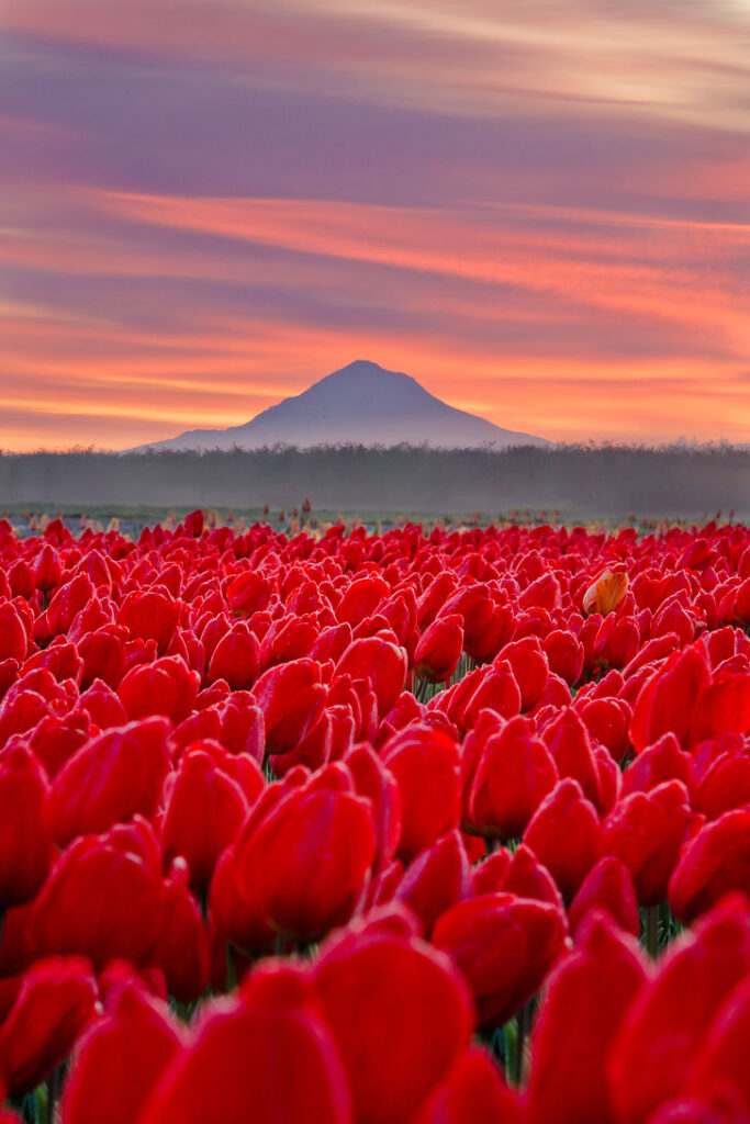 Everything You Need to Know About Visiting the Wooden Shoe Tulip Farm in Woodburn Oregon // Local Adventurer