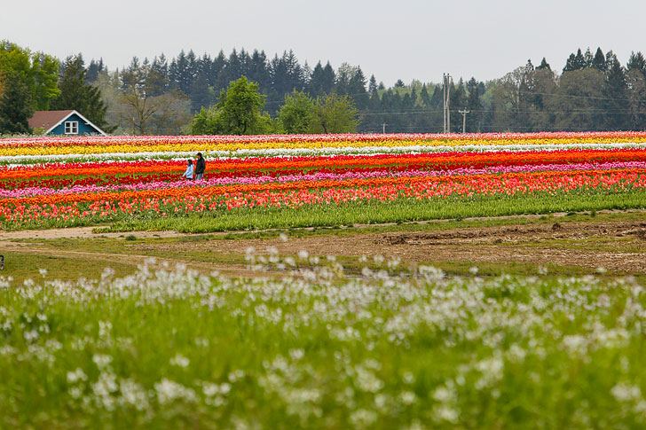 Essential Tips for Visiting the Wooden Shoe Tulip Farm - 30-40 minutes south of Portland Oregon // Local Adventurer