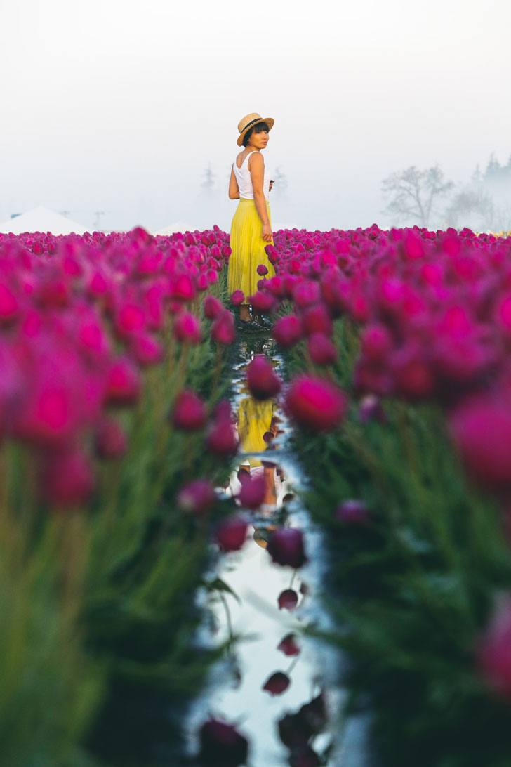 Your Ultimate Guide to the Wooden Shoe Tulip Festival Oregon - What You Need to Know Before You Go - More Amazing Tulip Festivals in the US You Must See // Local Adventurer