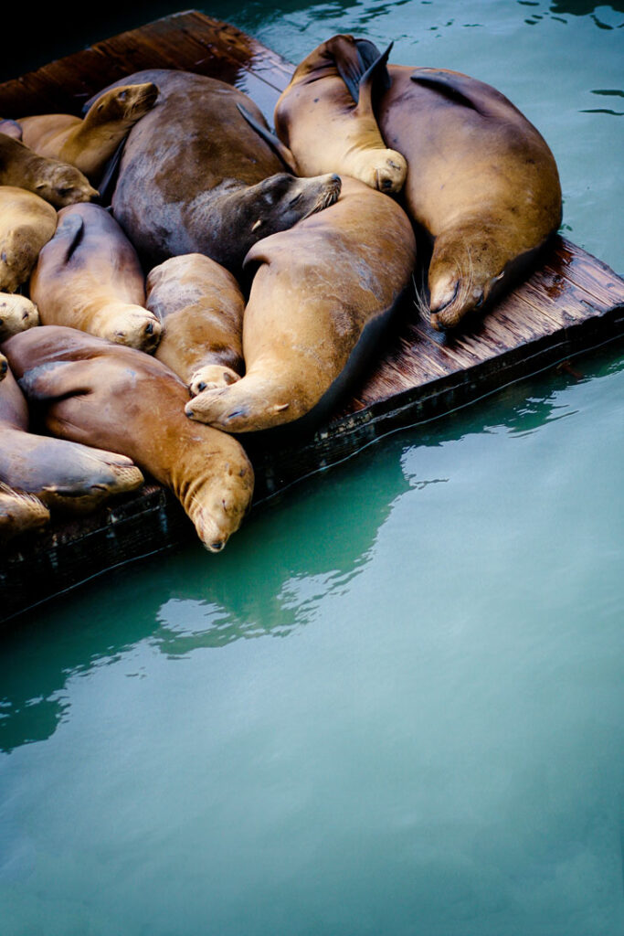 Listening to (and smelling) the Sea Lions at Pier 39 + 25 Fun Free Things to Do in San Francisco // Local Adventurer #sf #bayarea #california