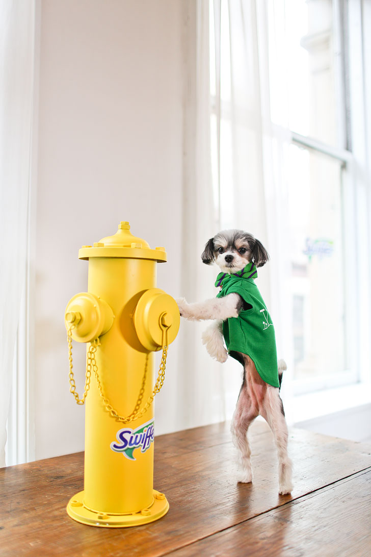 Tinkerbelle the Dog // Local Adventurer #tinkerbellethedog #swiffer #shedhappens