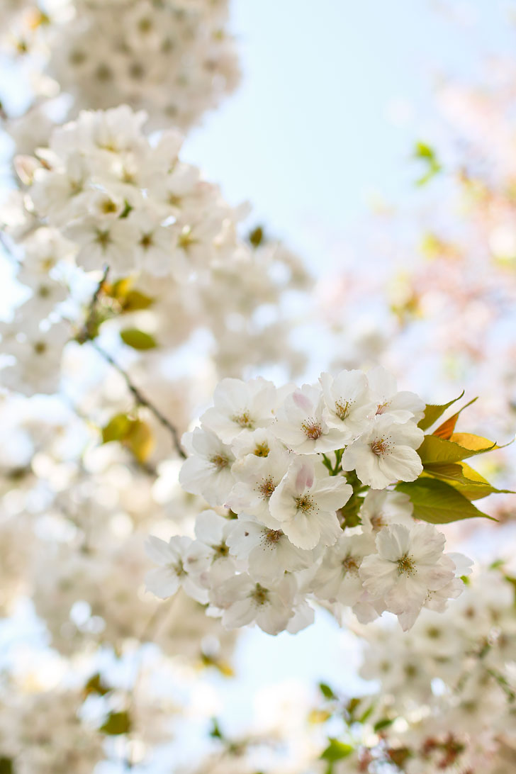 Nycs Cherry Blossoms Are Beginning To Bloom Curbed Ny