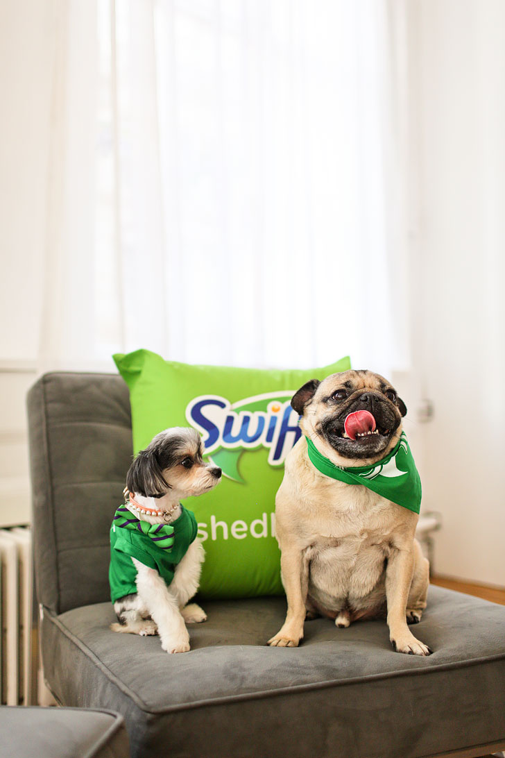 Doug the Pug and Tinkerbelle the Dog // Local Adventurer #dougthepug #swiffer #shedhappens