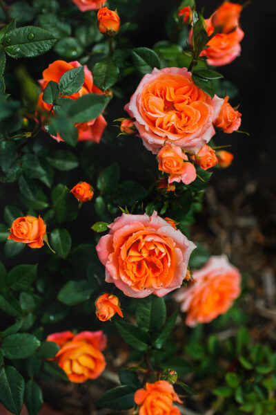 International Rose Test Garden in the City of Roses