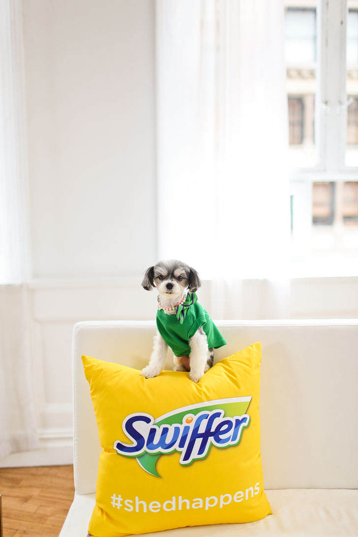 Tinkerbelle the Dog // Local Adventurer #tinkerbellethedog #swiffer #shedhappens