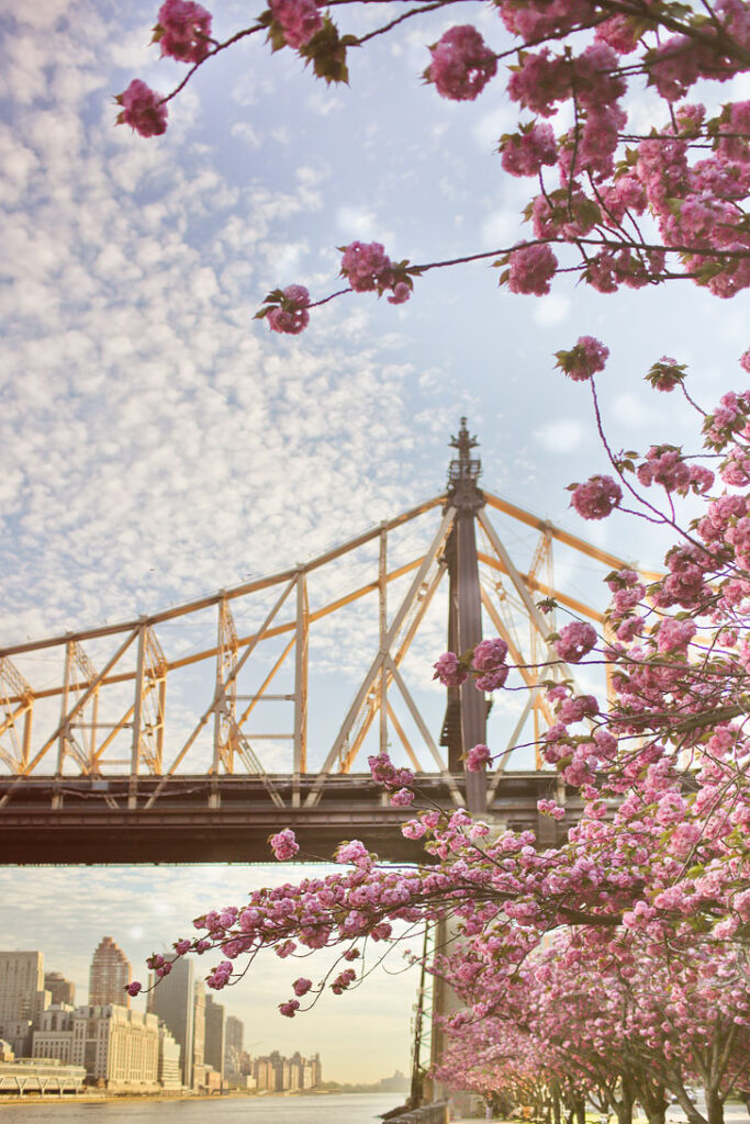 Roosevelt Island Cherry Blossoms - One of the best places to see cherry blossoms in New York // Local Adventurer #nyc #newyork