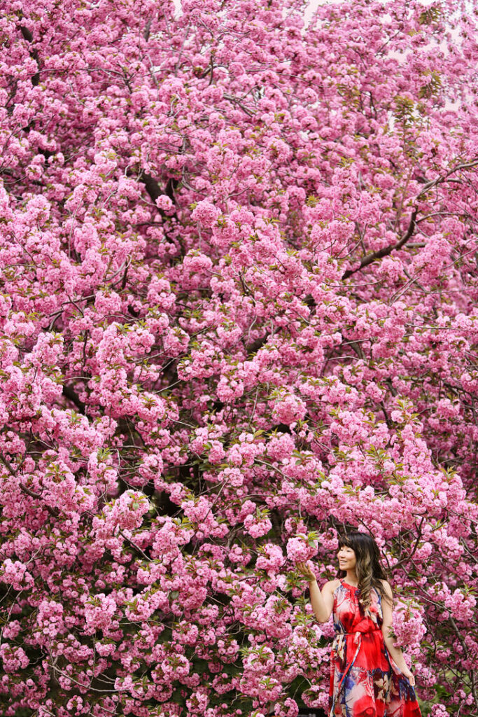 Brooklyn Botanic Garden Cherry Blossom Festival + Best Spots to See Cherry Blossoms in New York // Local Adventurer #brooklyn #newyork