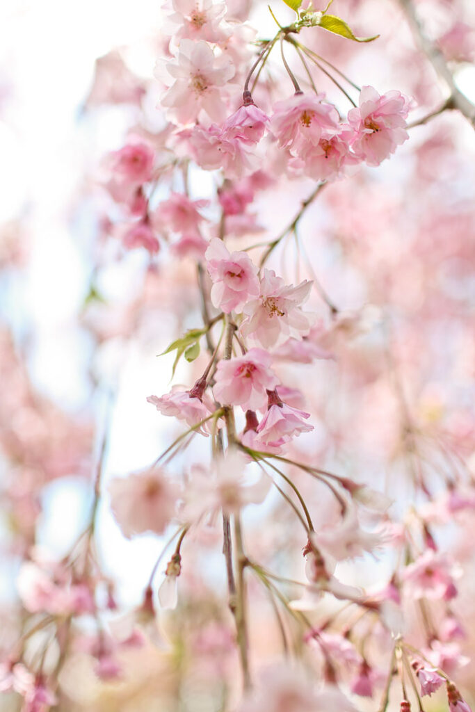 Brooklyn Botanic Garden Cherry Blossom Festival + Best Spots to See Cherry Blossoms in NYC // Local Adventurer #brooklyn #nyc
