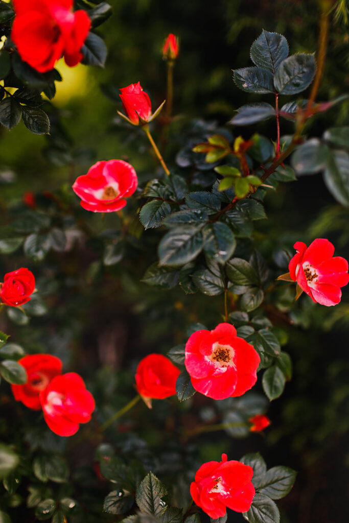 International Rose Test Garden in the City of Roses