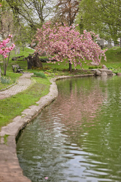 Best Places to See Cherry Blossoms in NYC