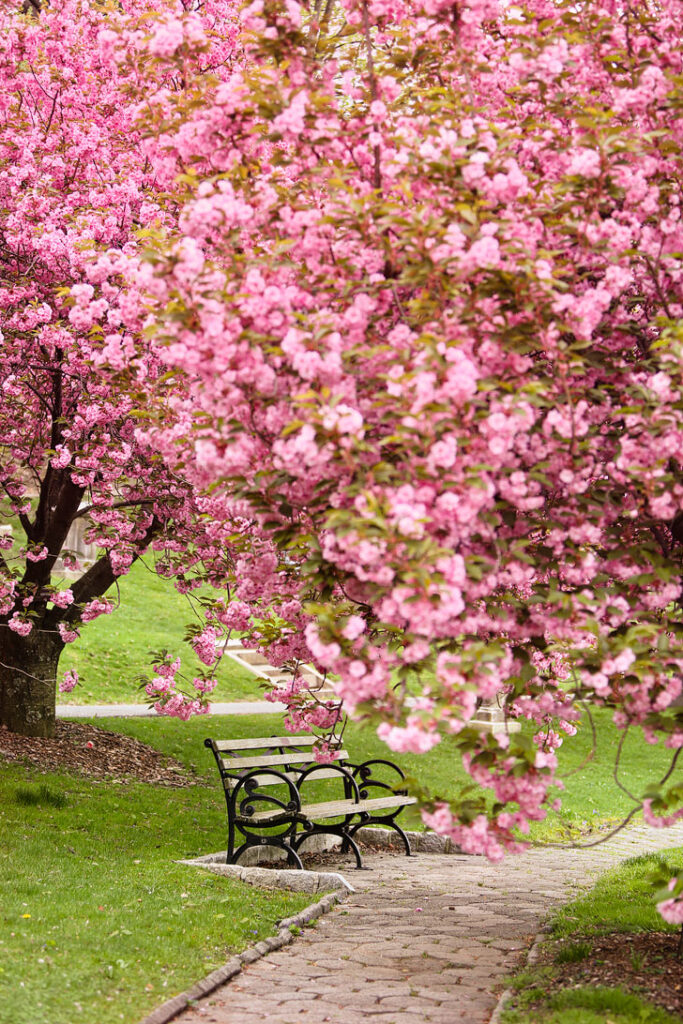 Cherry Blossoms in New York - Green-Wood Cemetery in Brooklyn // Local Adventurer #nyc #brooklyn