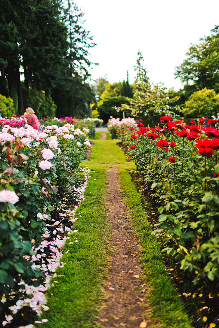 The International Rose Test Garden in Portland Oregon - one of the most popular attractions in PDX // Local Adventurer #portland #roses