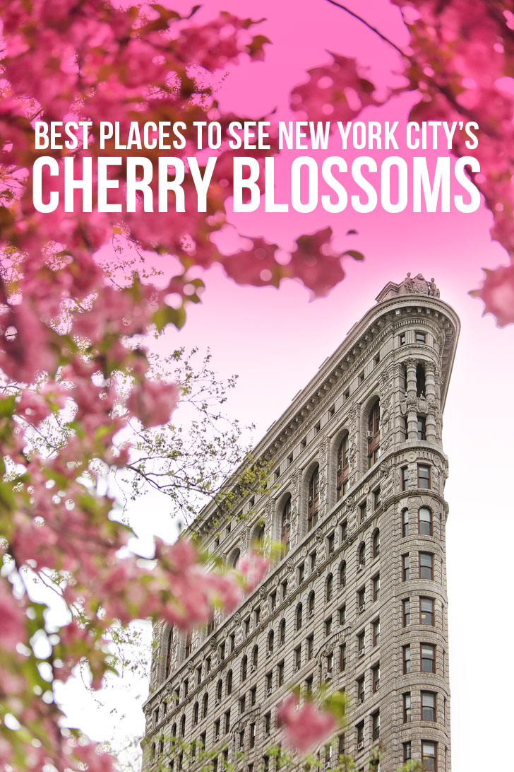 The Best Places to See Cherry Blossoms in New York City // Local Adventurer #nyc #newyork